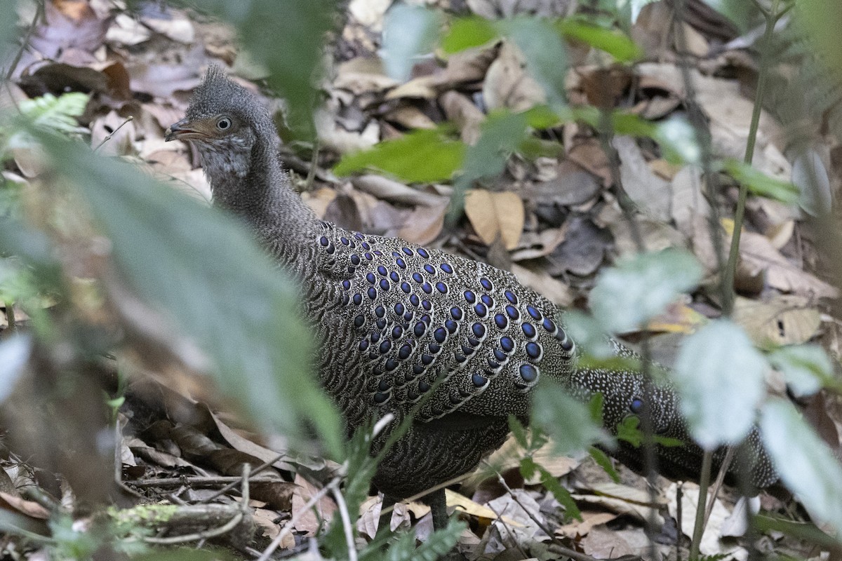 Indochina-Pfaufasan - ML645774991