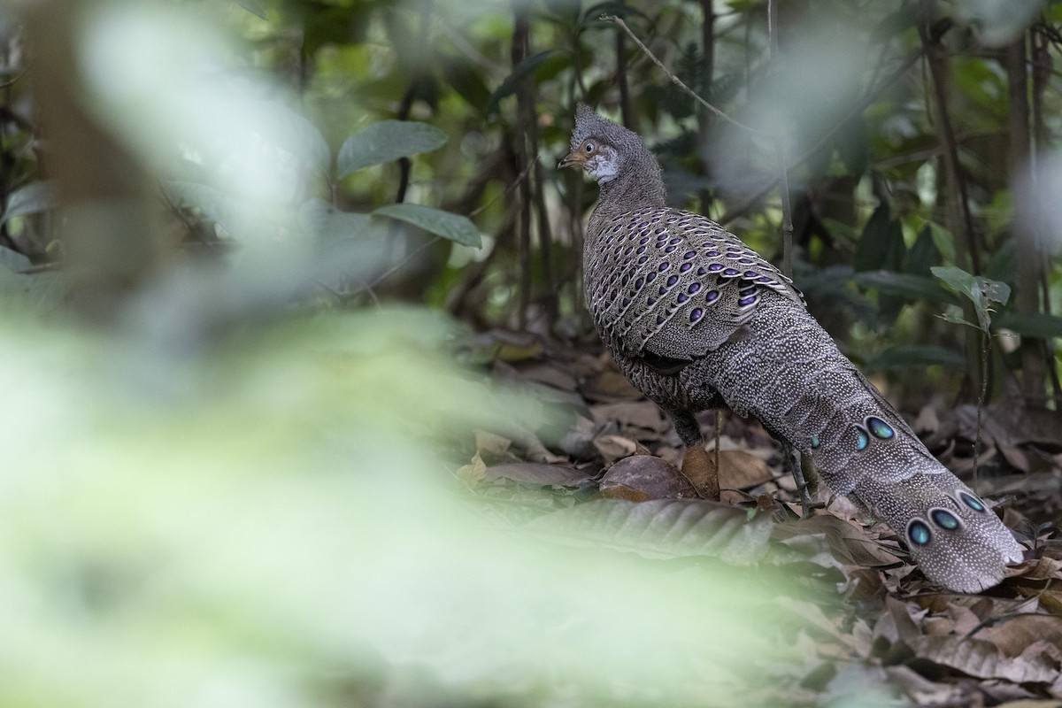 Indochina-Pfaufasan - ML645774992