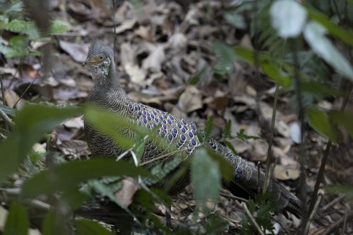 Indochina-Pfaufasan - ML645774993