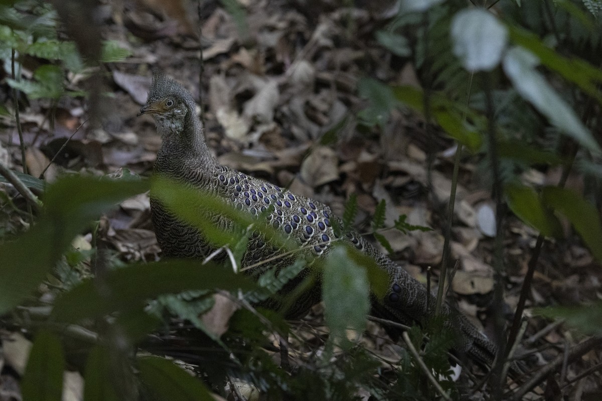 Indochina-Pfaufasan - ML645774994