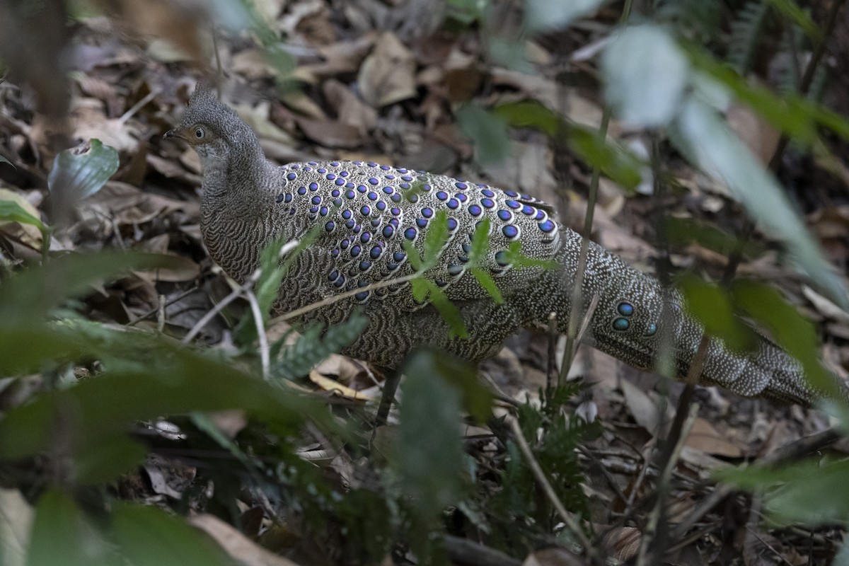 Indochina-Pfaufasan - ML645774995