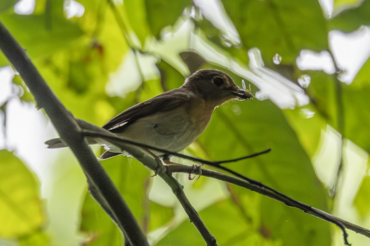 Blue-throated Flycatcher - ML645775007
