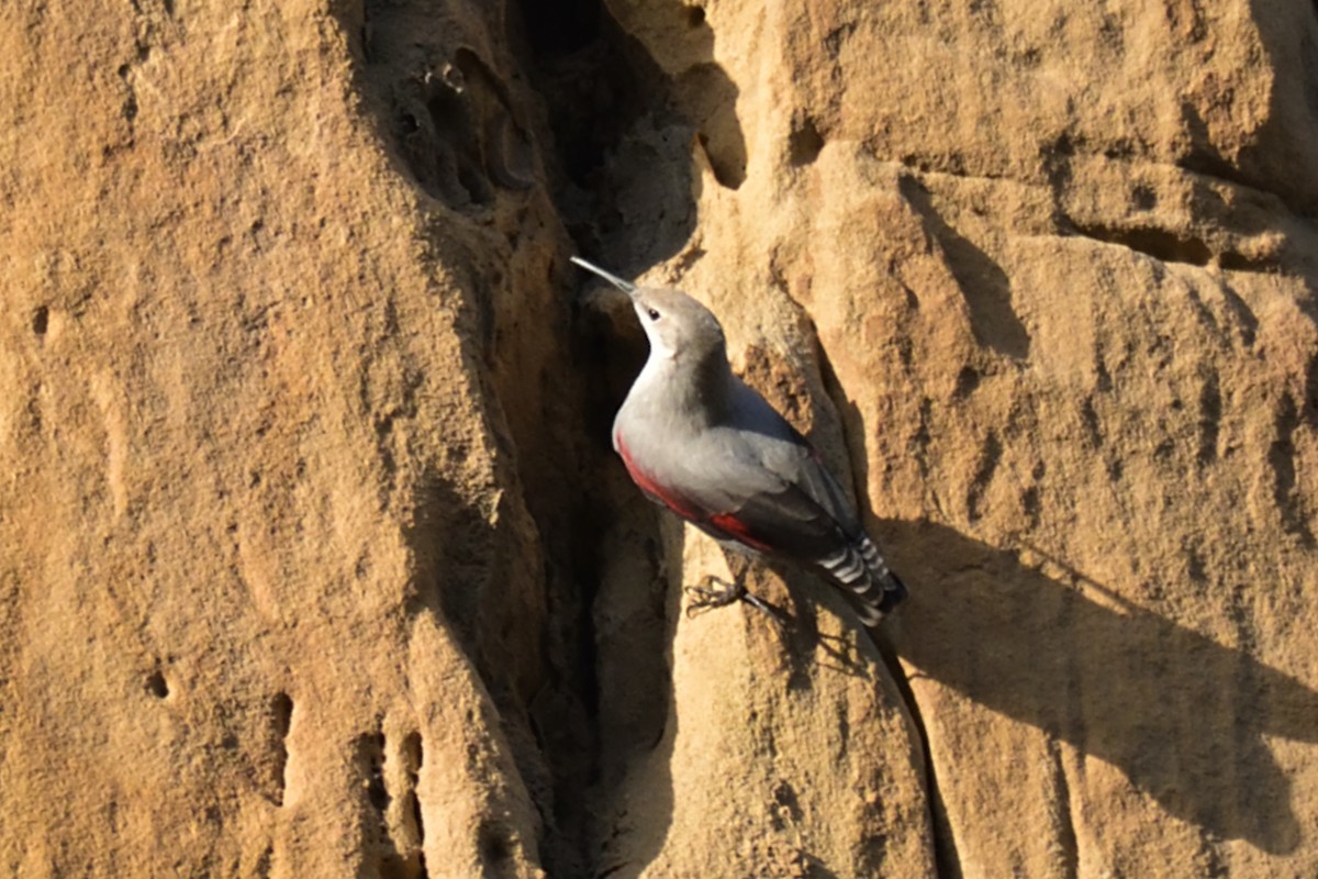 Wallcreeper - ML645775008