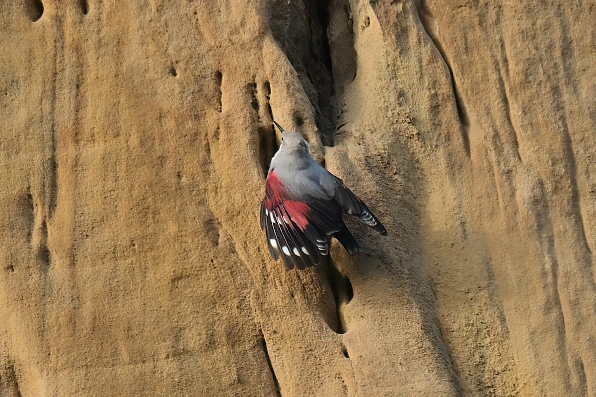 Wallcreeper - ML645775009