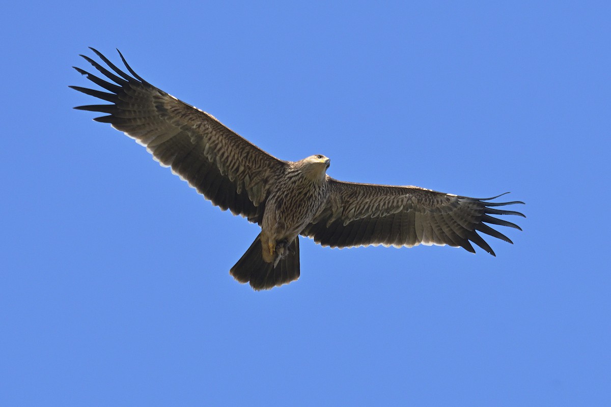 Imperial Eagle - ML645775017