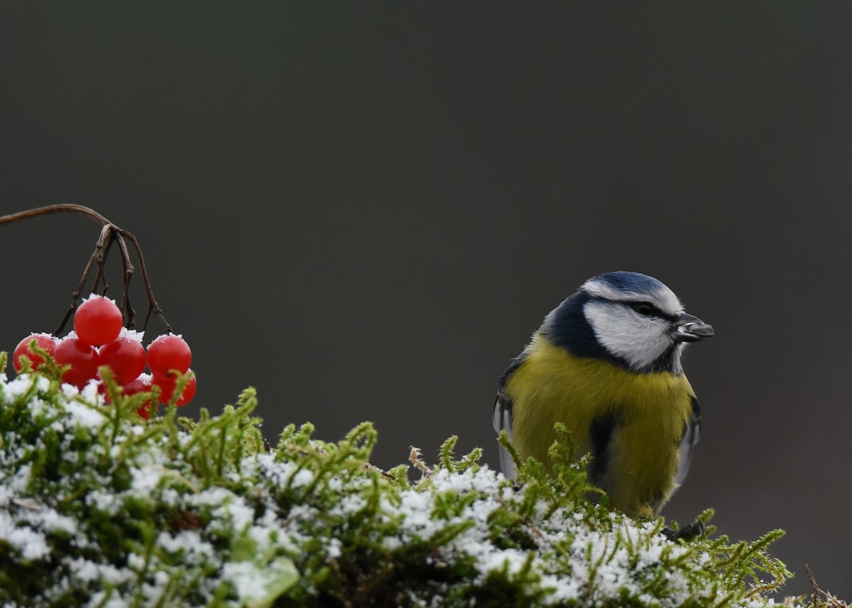 ירגזי כחול - ML645775025