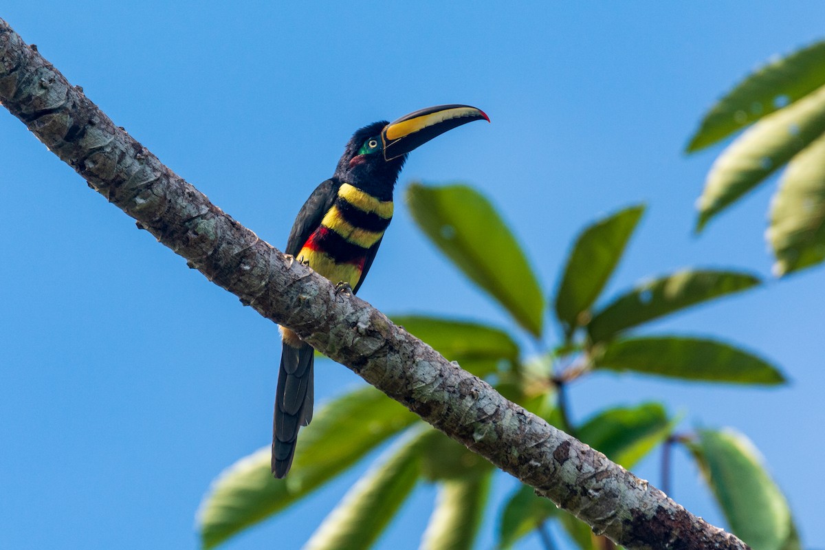 Many-banded Aracari - ML645775026