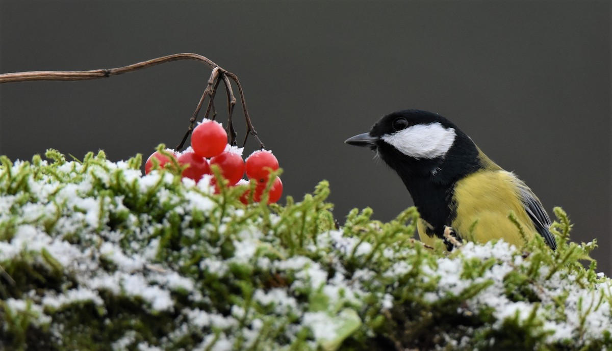 ירגזי מצוי - ML645775029