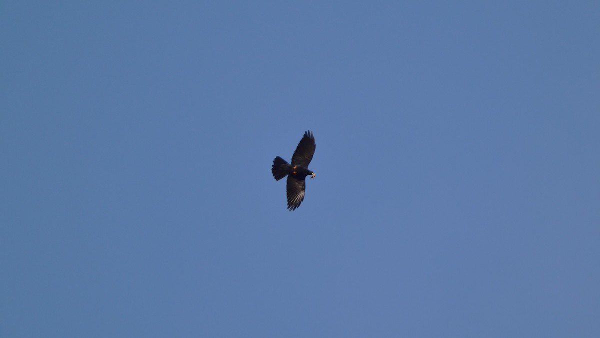 Yellow-billed Chough - ML645775030