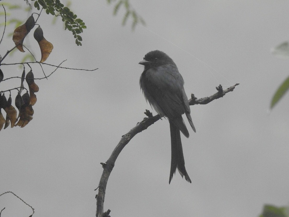 drongo šedobřichý - ML645775033