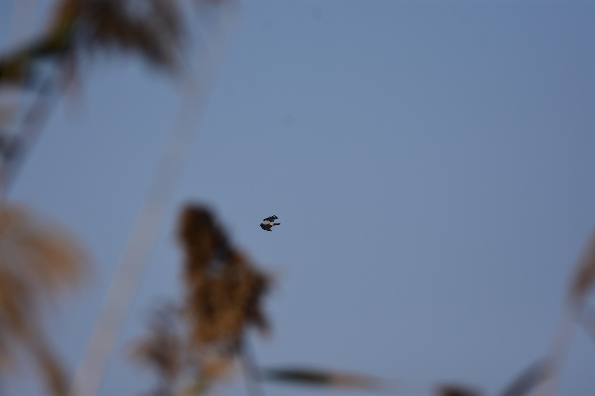 עורב אפור - ML645775034