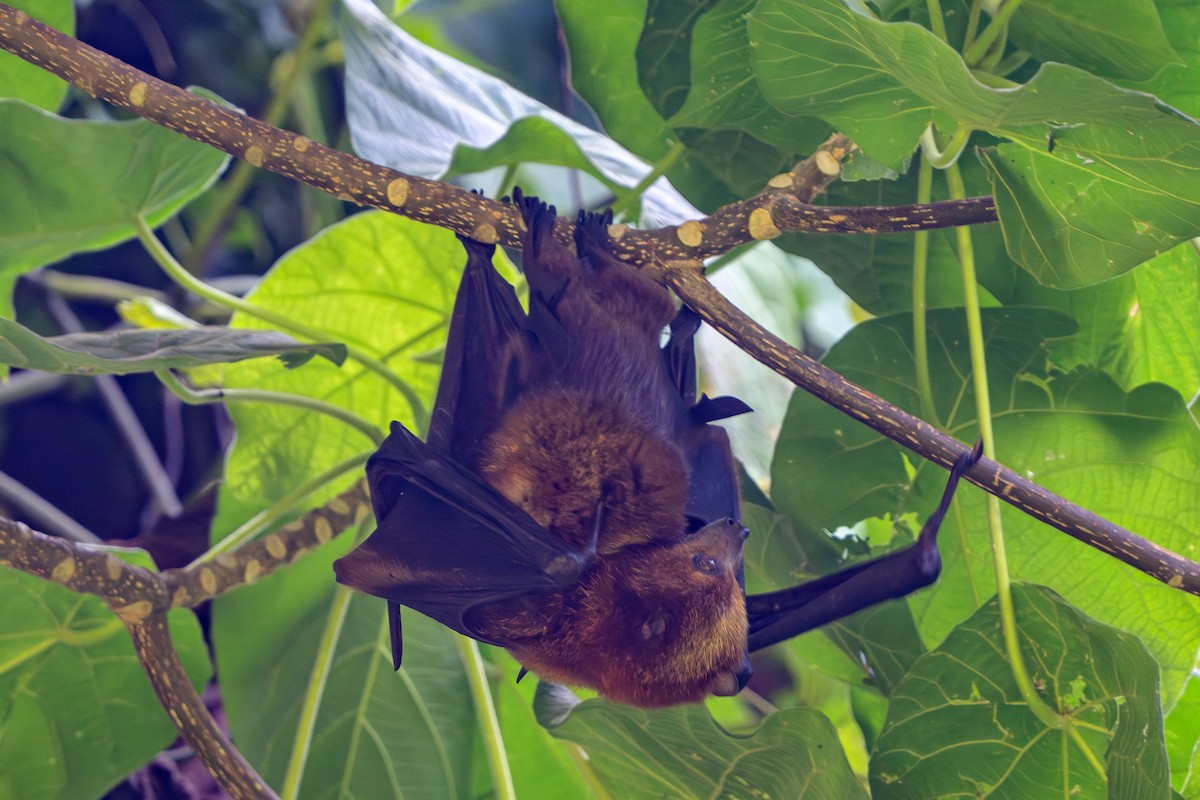 Animals - ML645775041