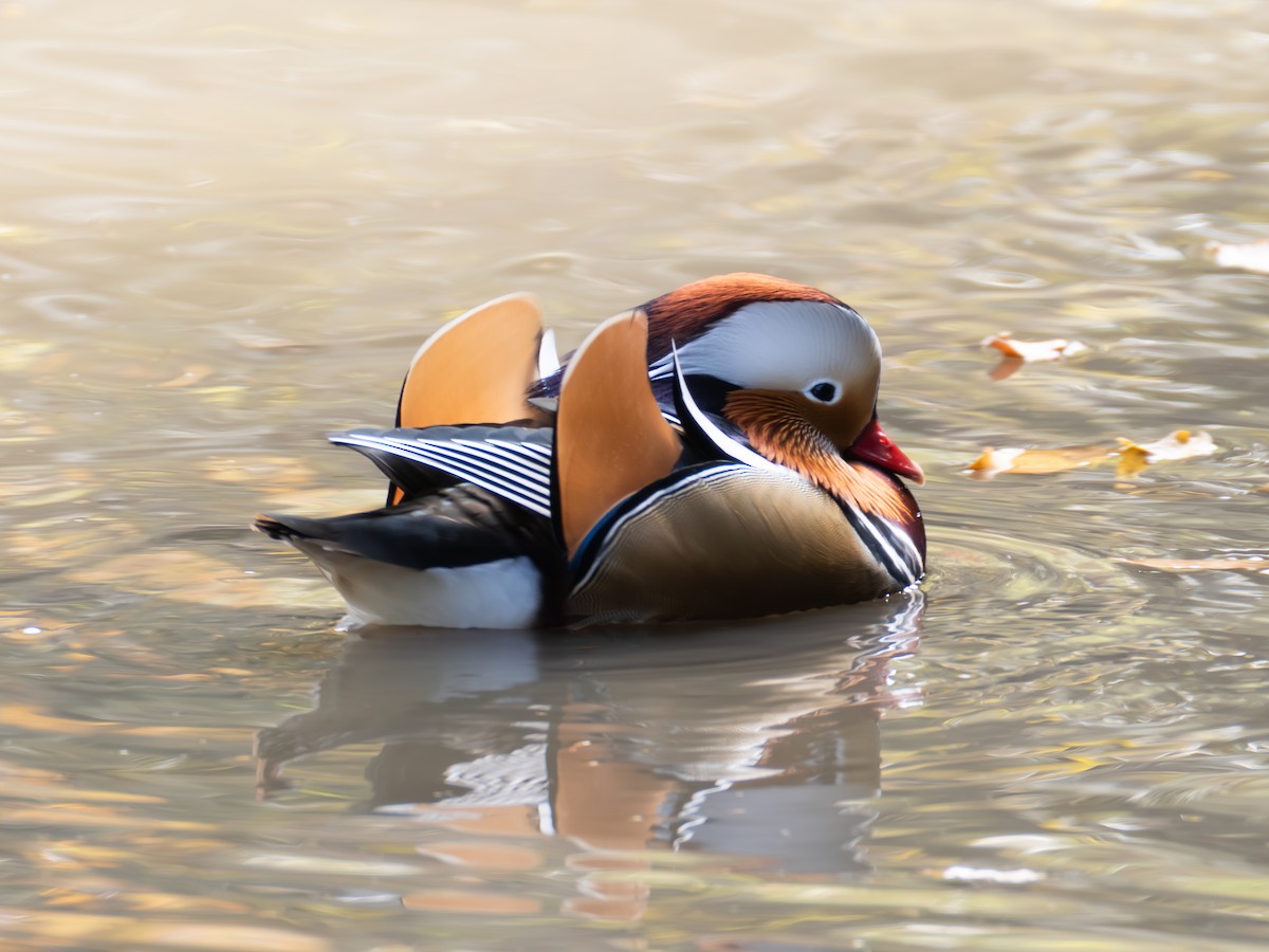 mandarinand - ML645775051