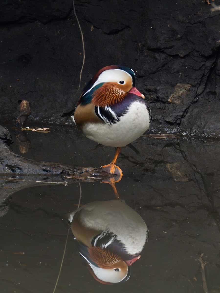 mandarinand - ML645775053