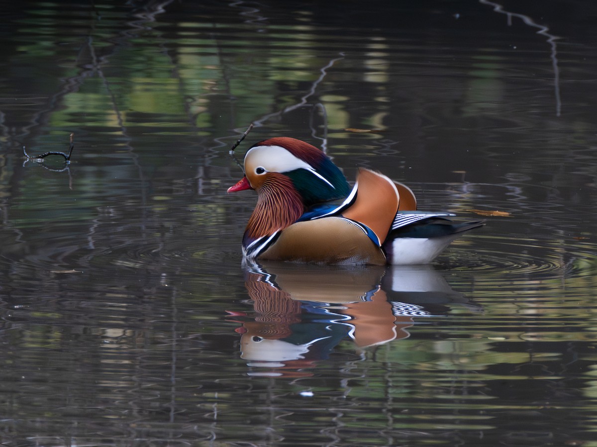 mandarinand - ML645775057