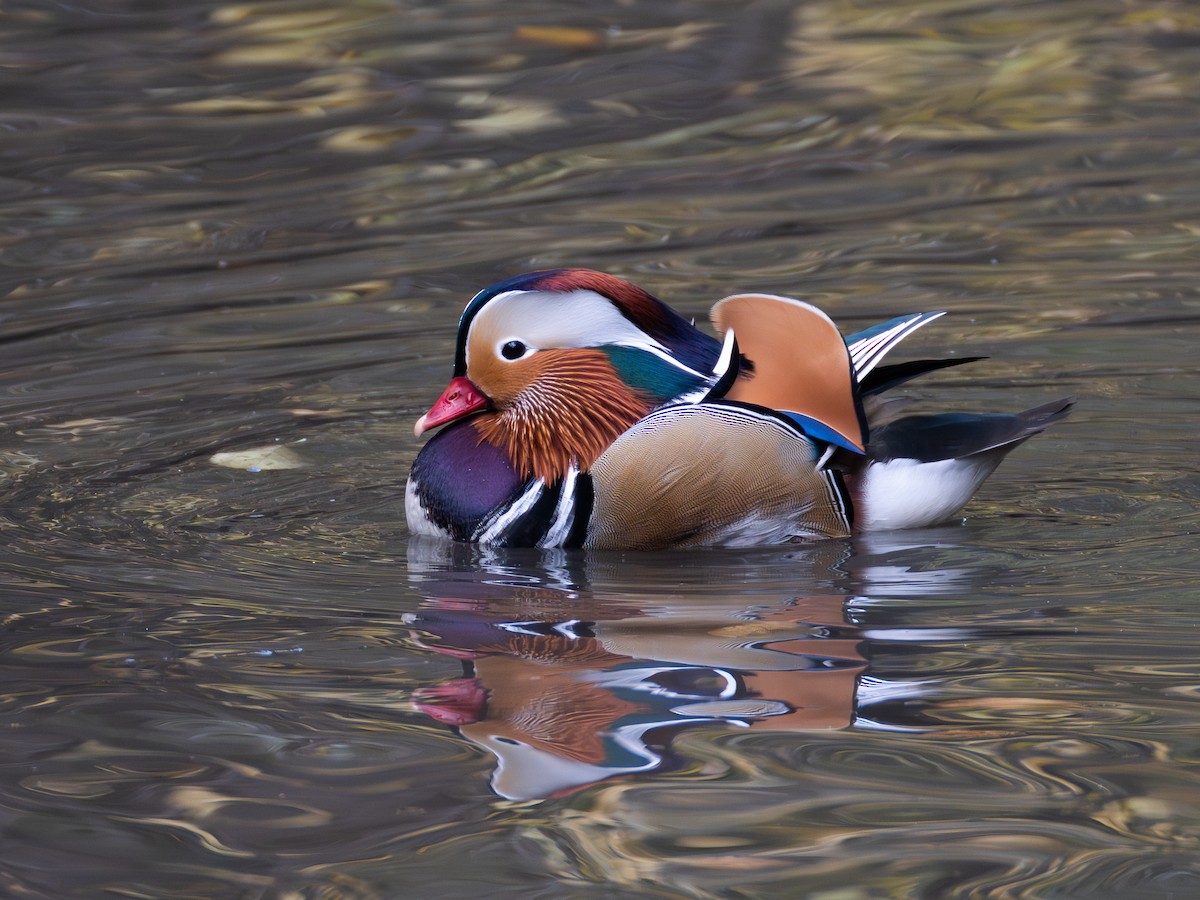 mandarinand - ML645775060