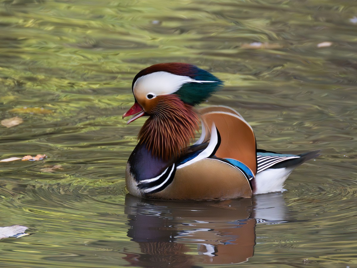 mandarinand - ML645775062