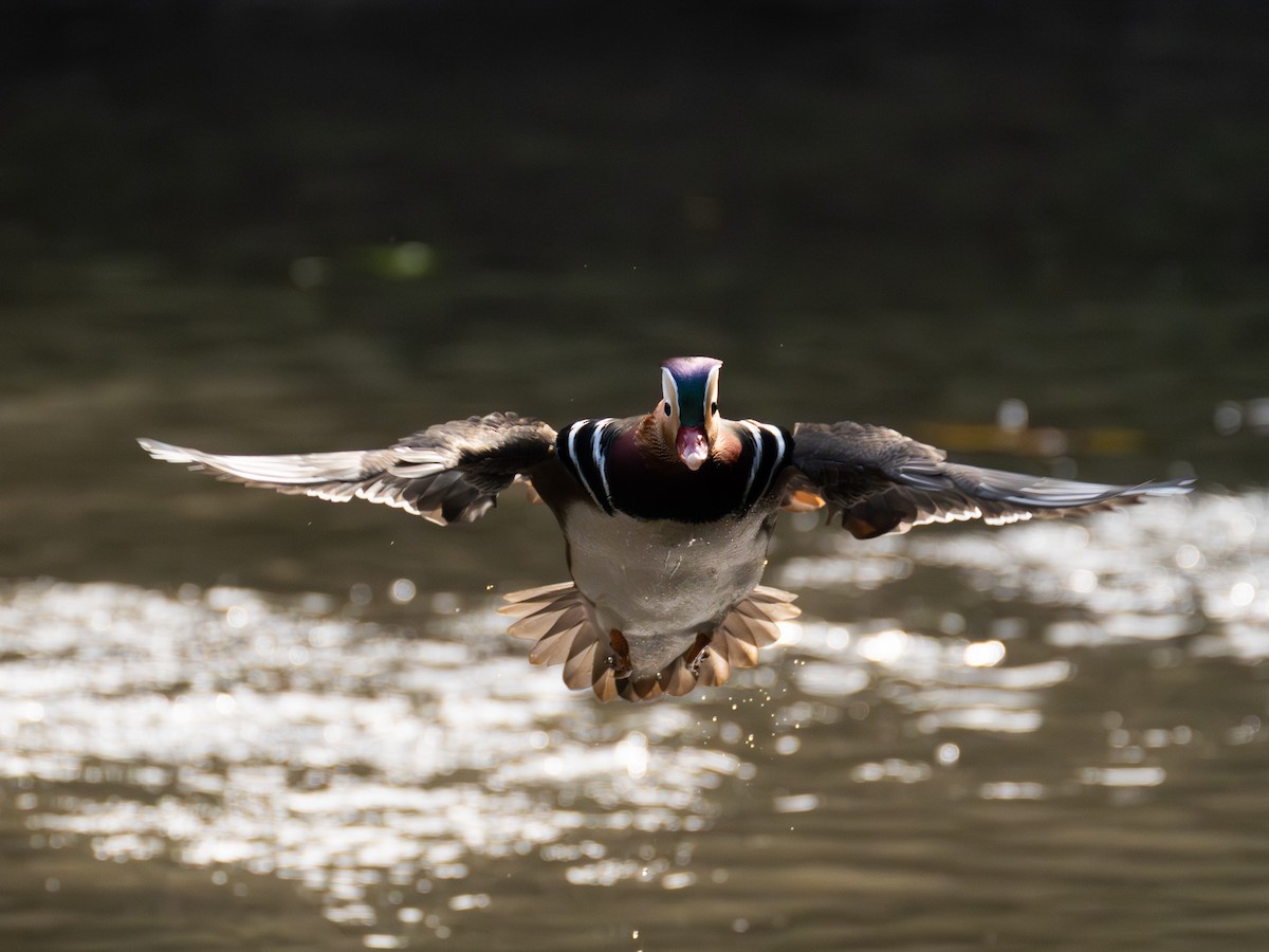 mandarinand - ML645775063