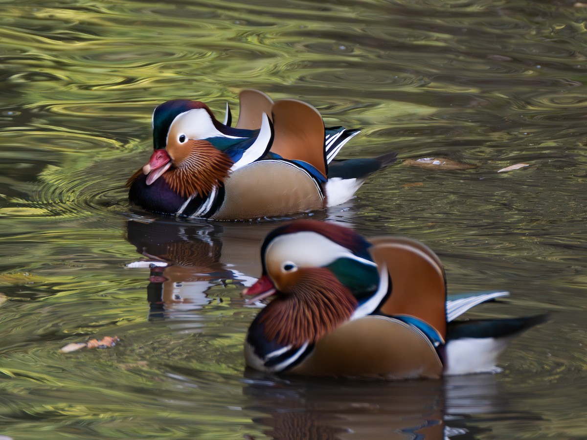 mandarinand - ML645775064