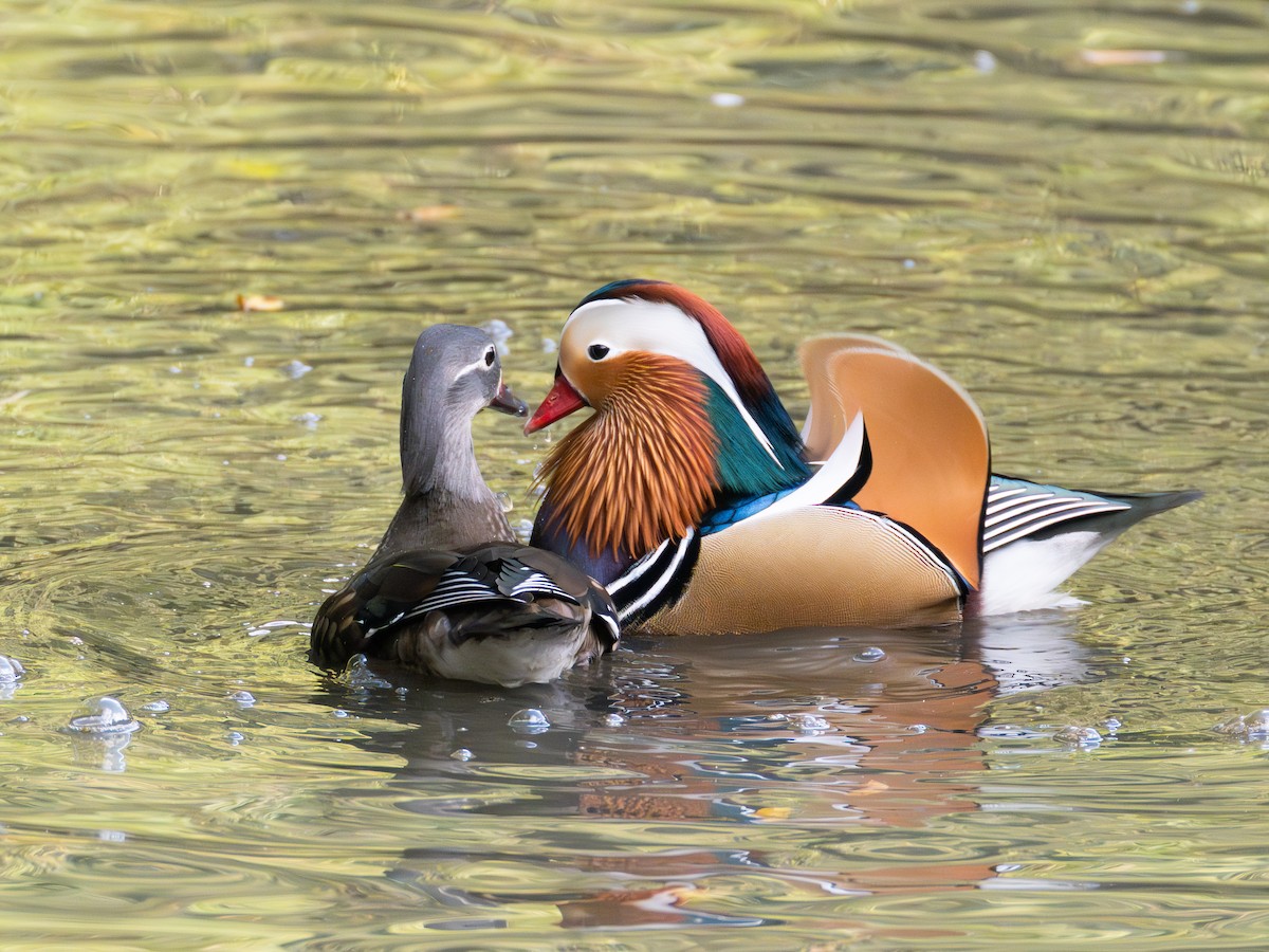 mandarinand - ML645775065