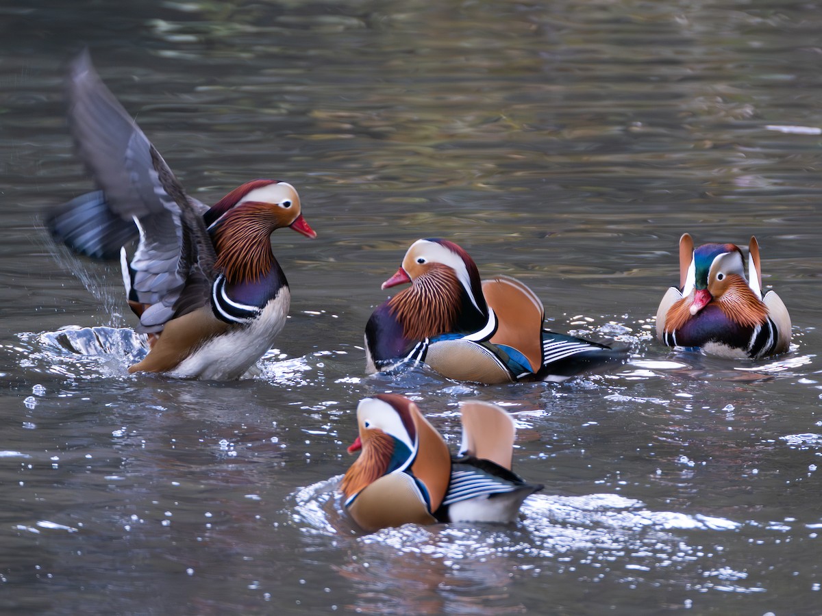 mandarinand - ML645775066