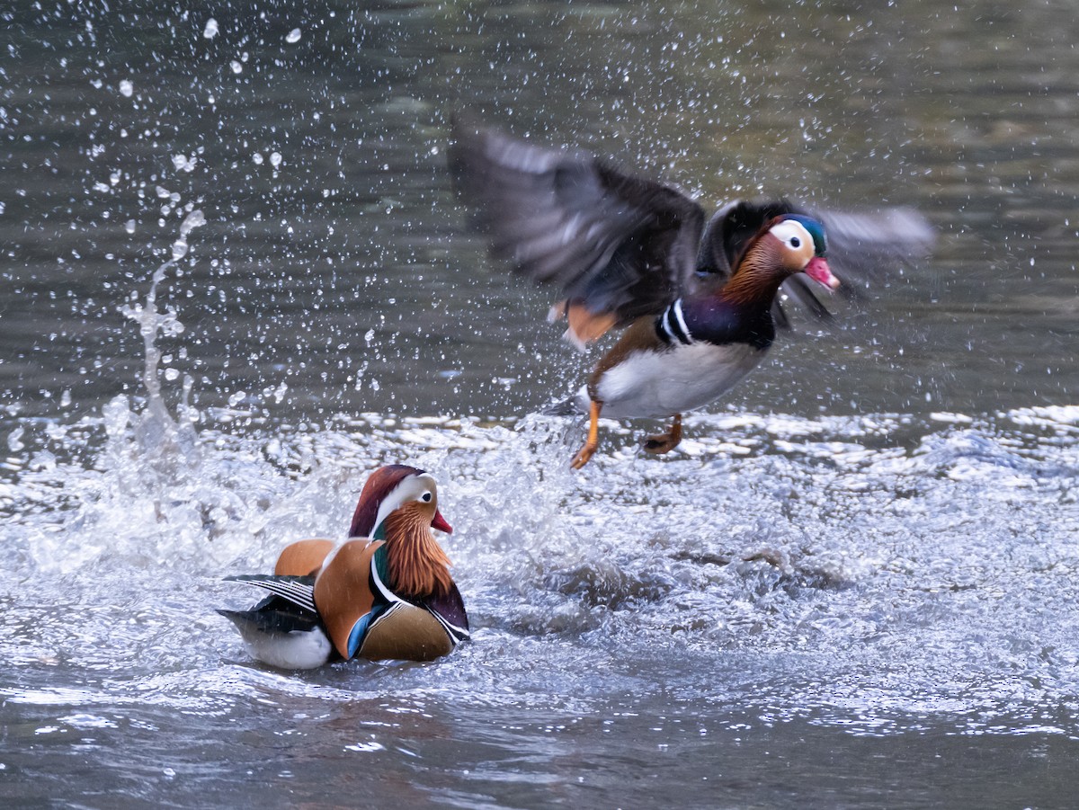 mandarinand - ML645775067