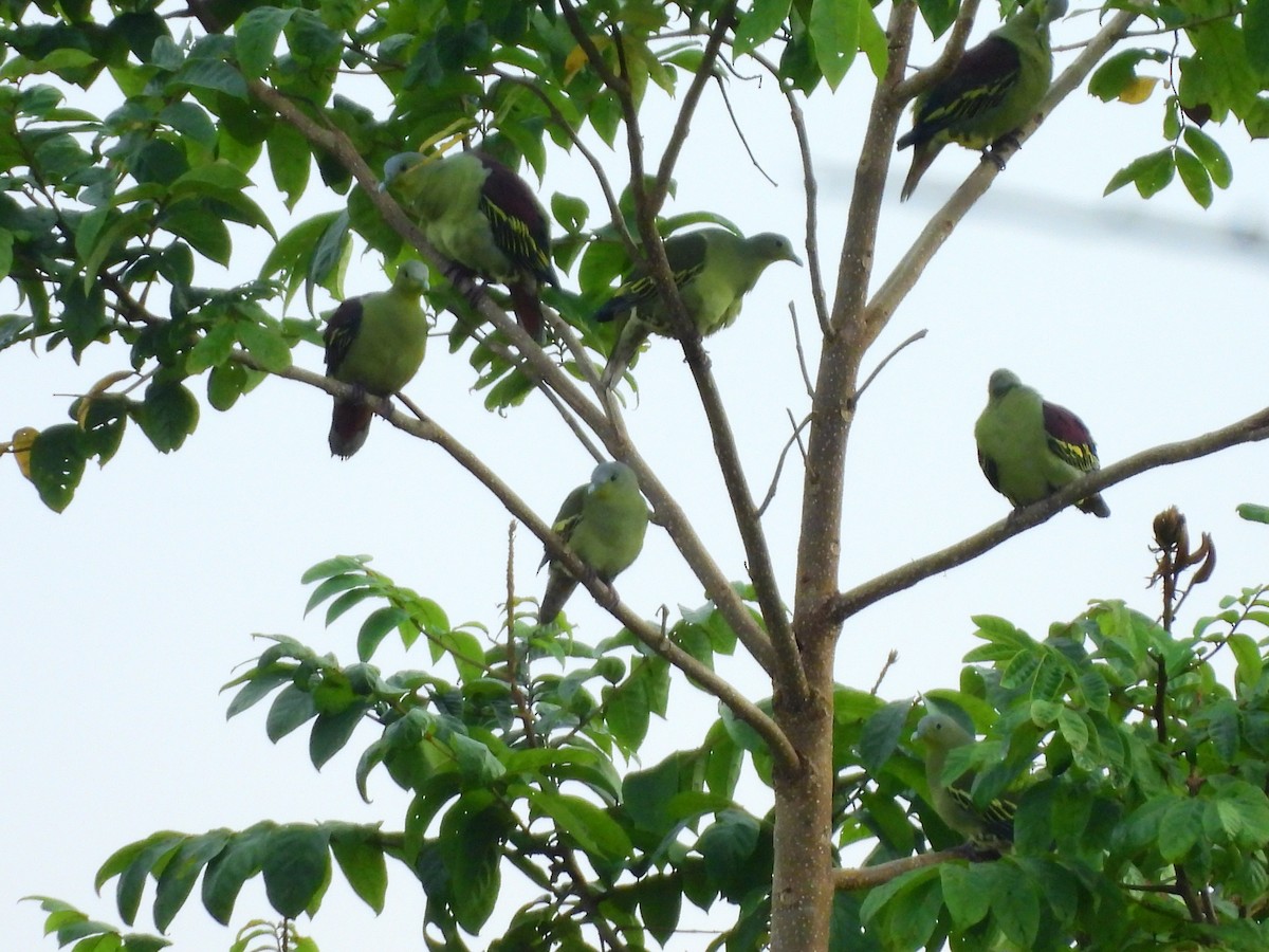 Gray-fronted Green-Pigeon - ML645775076