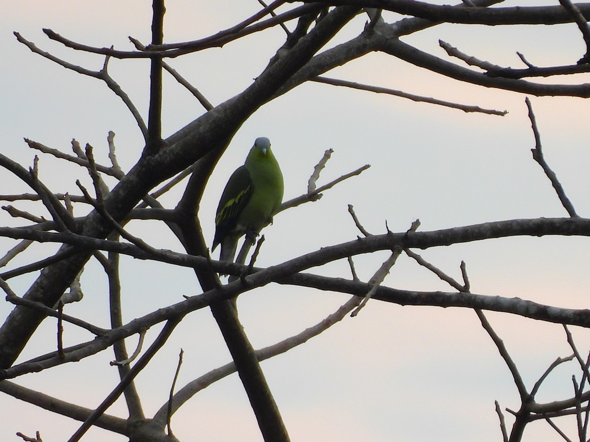 Gray-fronted Green-Pigeon - ML645775078