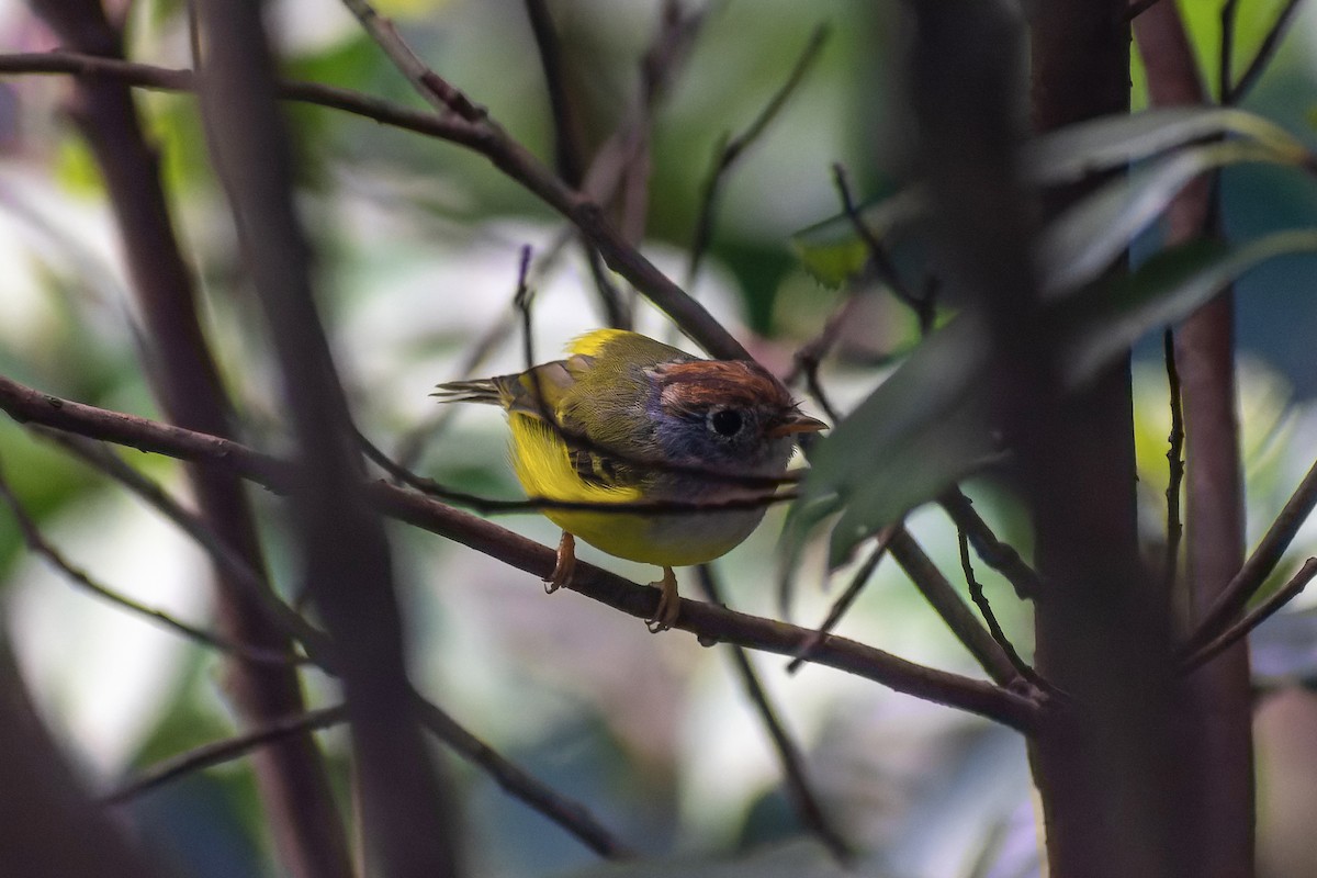 Chestnut-crowned Warbler - ML645775082