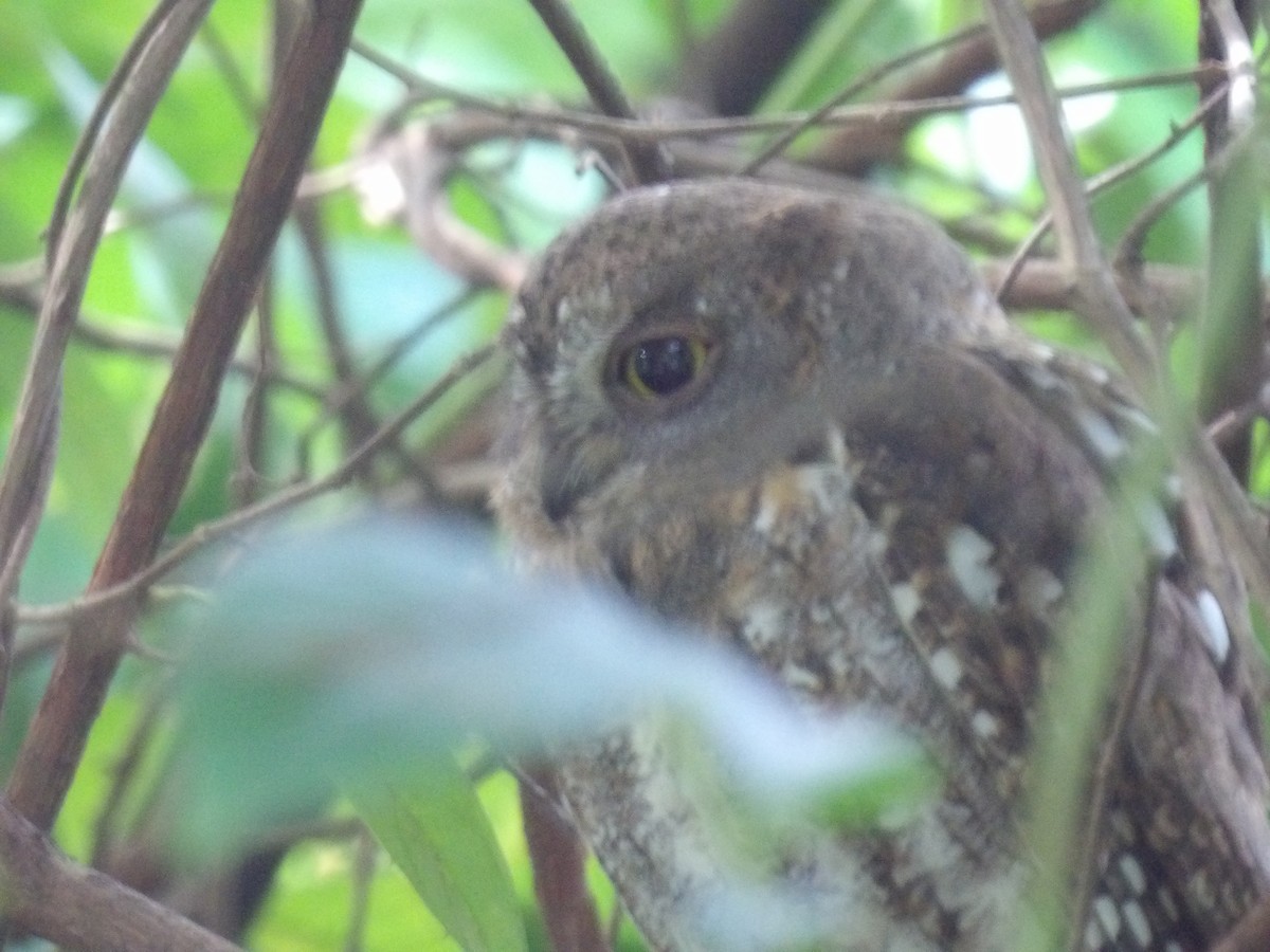 Oriental Scops-Owl - ML645775086