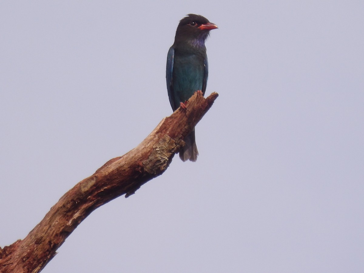 Dollarbird - ML645775090