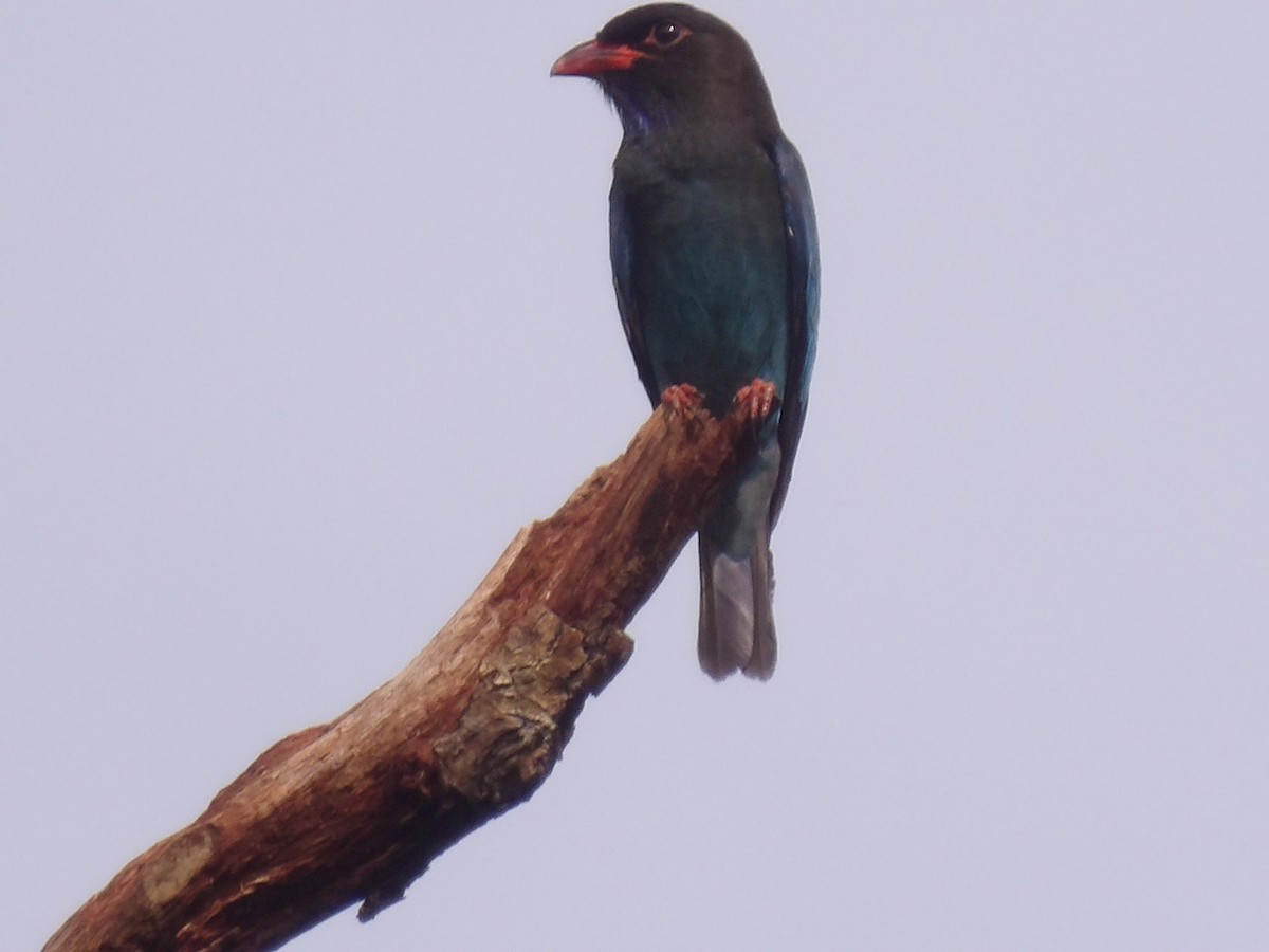 Dollarbird - ML645775091