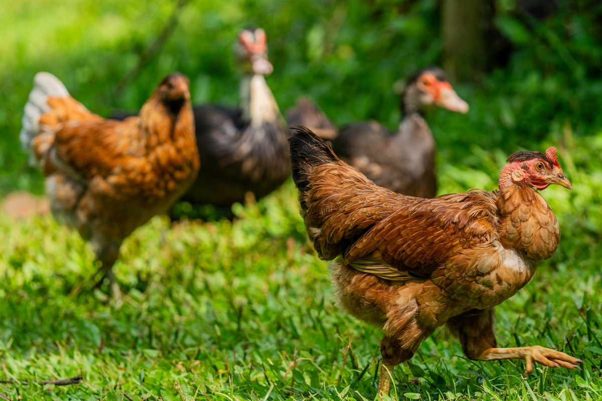 Animals - ML645775092