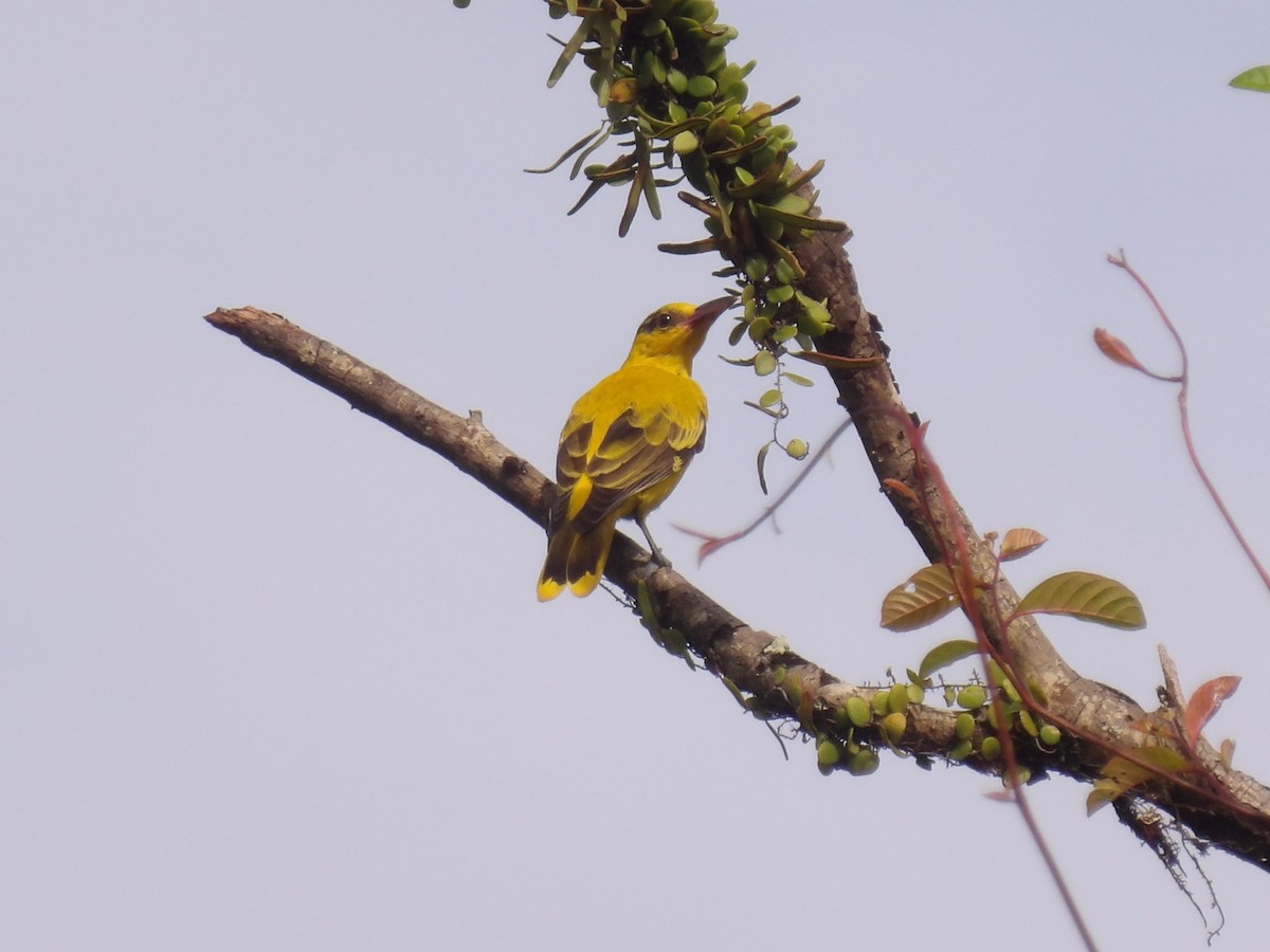 Black-naped Oriole - ML645775094