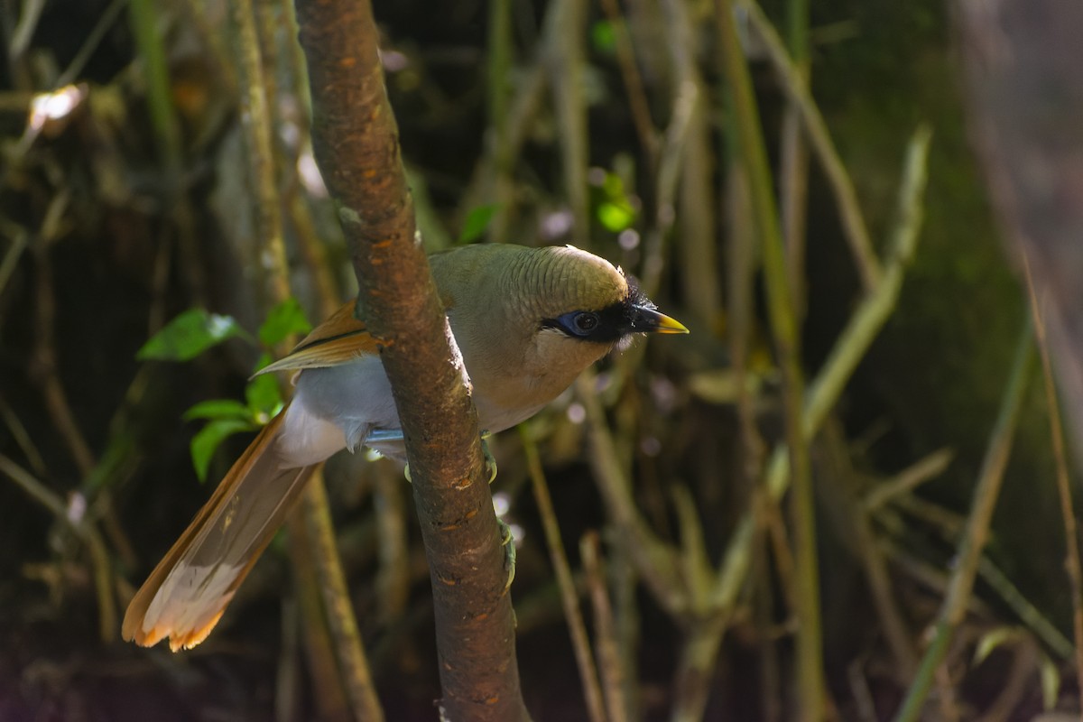 Buffy Laughingthrush - ML645775104