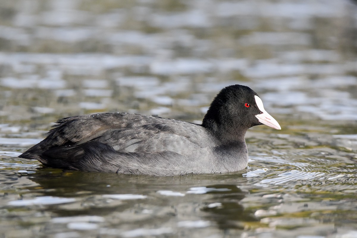 אגמית מצויה - ML645775110