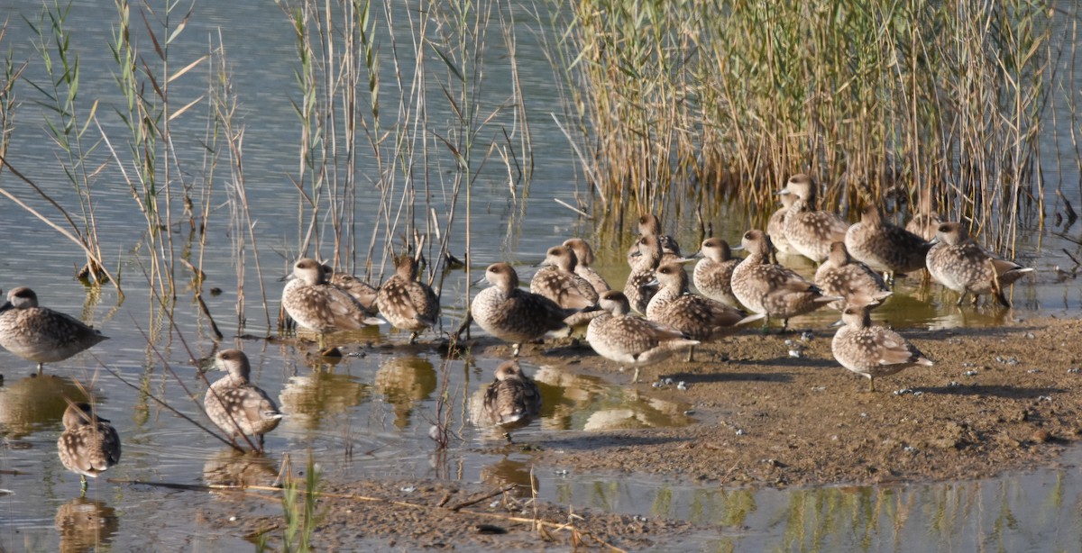Marbled Duck - ML645775120