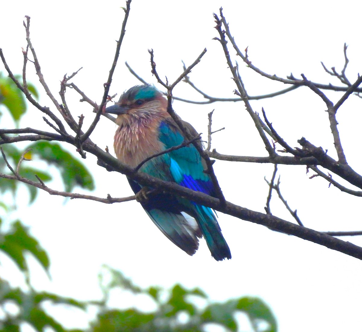 Бенгальская сизоворонка - ML645775124