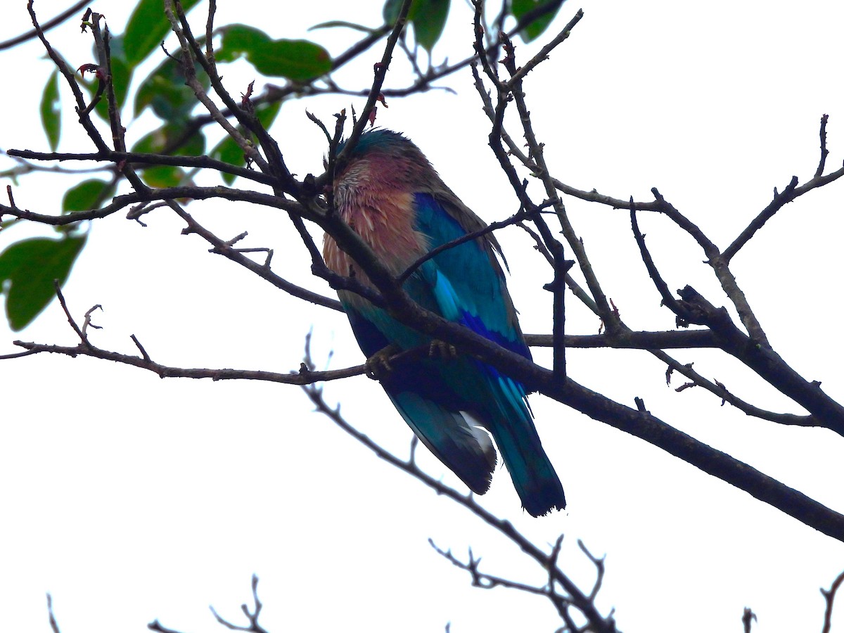 Бенгальская сизоворонка - ML645775126