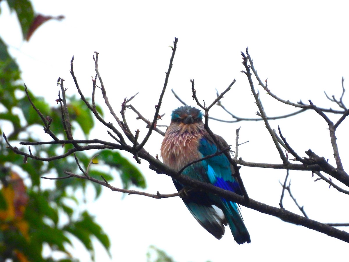 Бенгальская сизоворонка - ML645775127