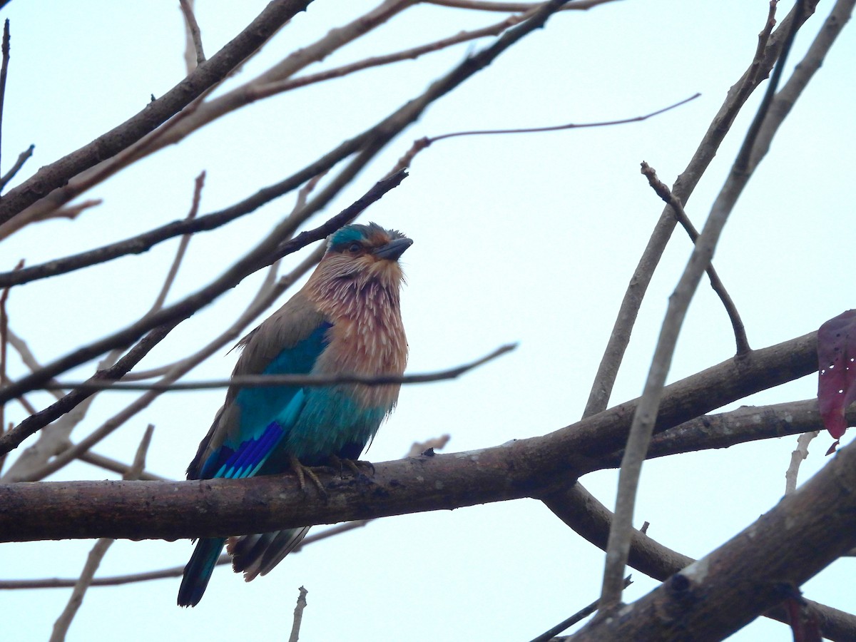 Бенгальская сизоворонка - ML645775129