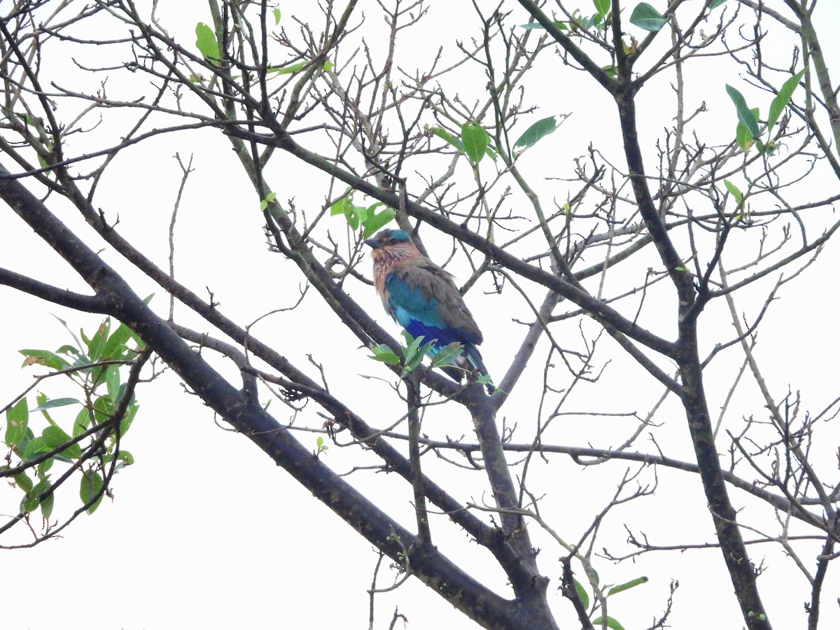 Бенгальская сизоворонка - ML645775130