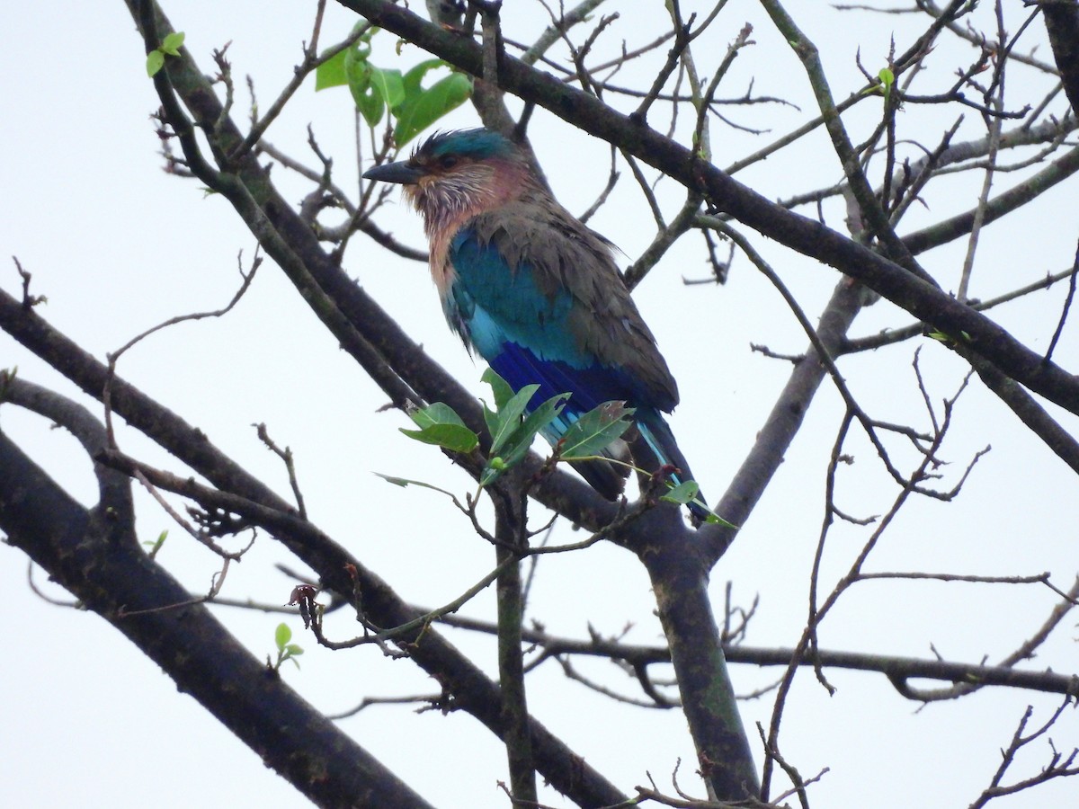 Бенгальская сизоворонка - ML645775131