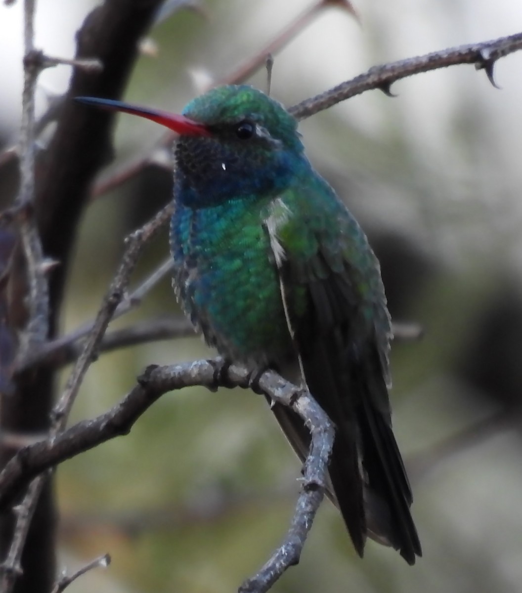 Ширококлювый колибри - ML645775132