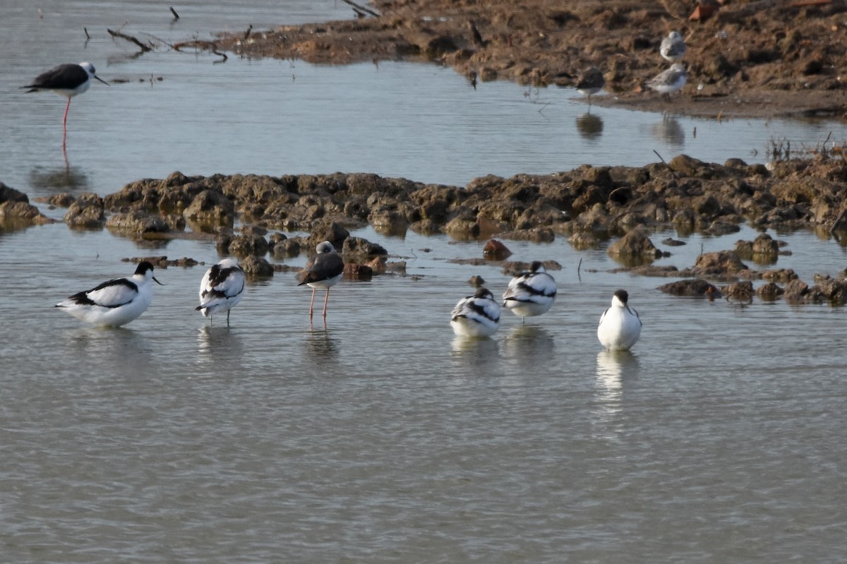 Шилоклювка - ML645775133