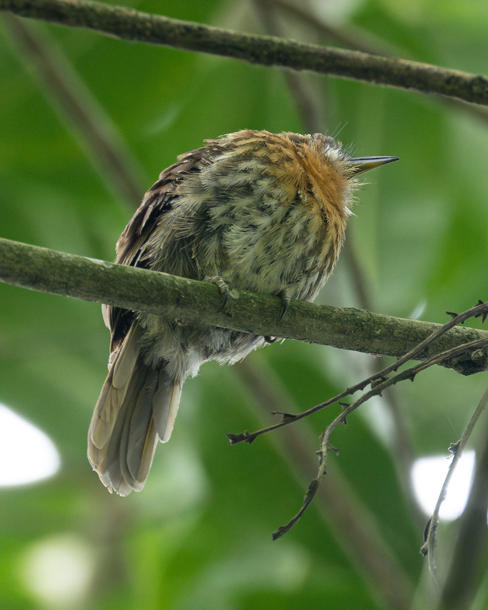 Усатая пуховка - ML645775138