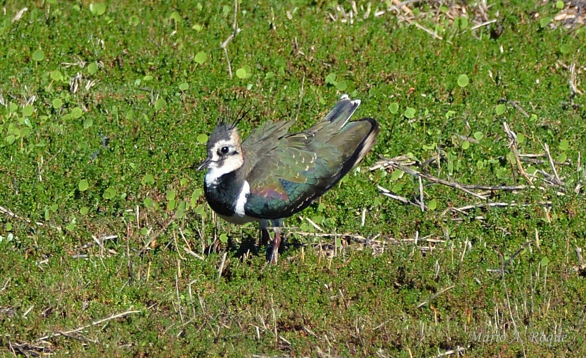 Чибис - ML645775139