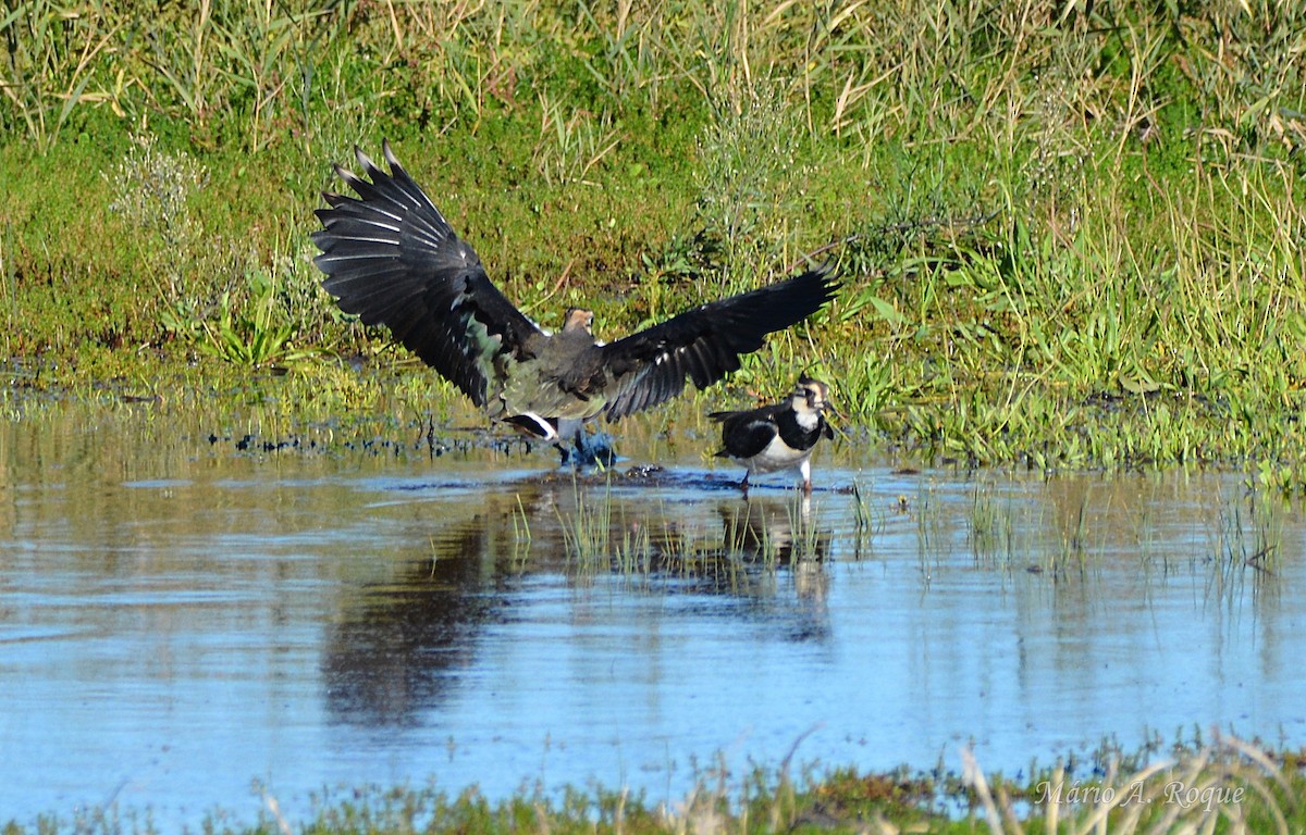 Чибис - ML645775140