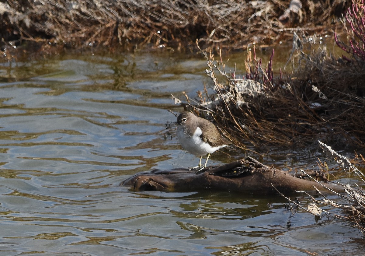 Перевозчик - ML645775145