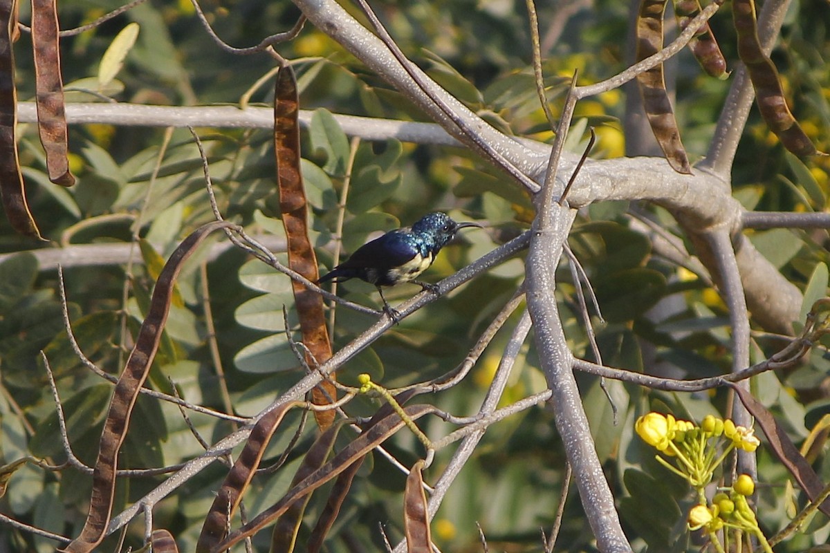 Атласная нектарница - ML645775147